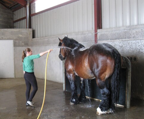 Horse insemination center Dr. Vin